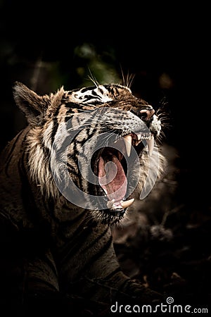 Canines of wild male tiger at ranthambore national park rajasthan india Stock Photo