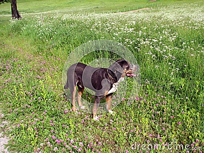Canis lupus familiaris Stock Photo