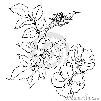 Canker-bloom Vector Illustration