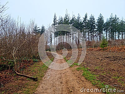 Cann Woods, Dartmoor National Park, Devon Stock Photo