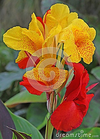 Canna generalis cleopatra Stock Photo