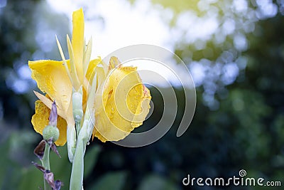 Canna lilly yellow color. Stock Photo