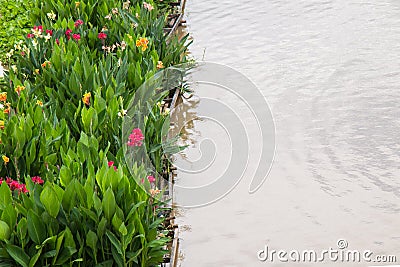 Canna Lily float on river Stock Photo
