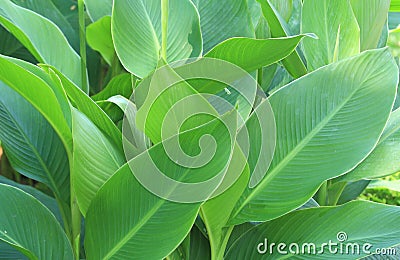 Canna lily leaves Stock Photo