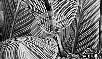 Canna pretoria large textured leaves closeup - abstract black an Stock Photo