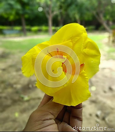 Canna yellow king humberto flower rare image taken in india Stock Photo