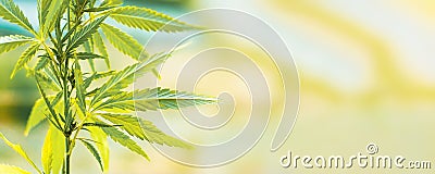 Cannabis commercial grow. Concept of herbal alternative medicine, CBD oil Stock Photo