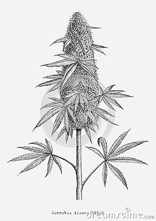 Cannabis flower hand drawing vintage engraving style isolate on Stock Photo