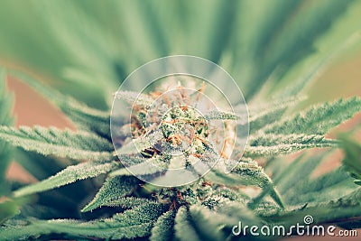 Cannabis flowering Stock Photo