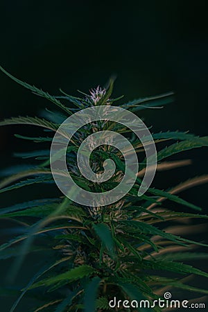 close up of cannabis Stock Photo