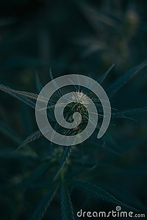 cannabis growth on a dark background Stock Photo