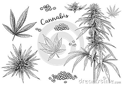 Cannabis hand drawn. Hemp seeds, leaf sketch and cannabis plant vector illustration set Vector Illustration