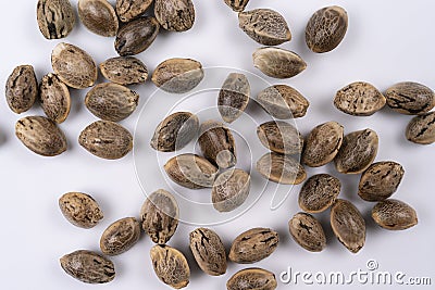 Cannabis Hemp seeds close up macro shot isolated on white background Stock Photo