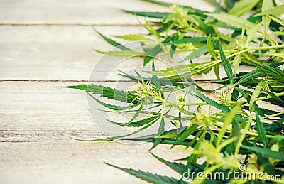 Cannabis herb and leaves for treatment Stock Photo