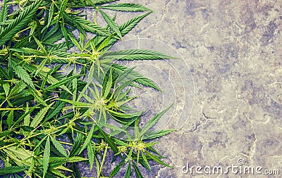 Cannabis herb and leaves for treatment Stock Photo