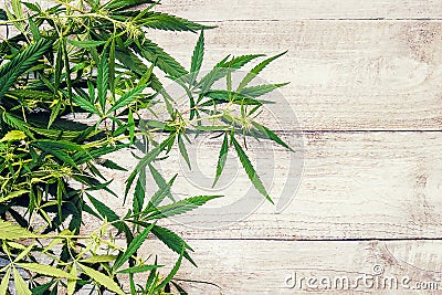 Cannabis herb and leaves for treatment Stock Photo