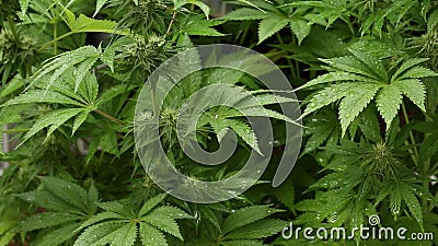 Cannabis home grown medical marijuana on a rainy day stock footage Cannabis home grown medical marijuana on a rainy day stock footage