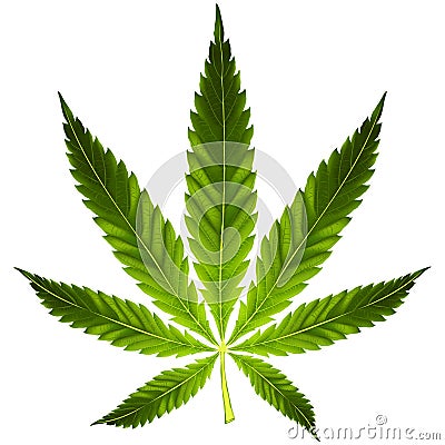Cannabis leaf Vector Illustration