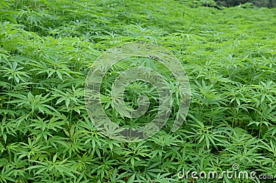 Cannabis marijuana Stock Photo