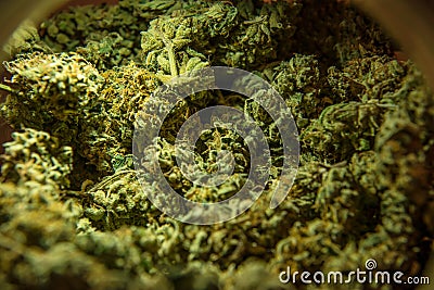 Cannabis marijuana sativa heads in the store Stock Photo