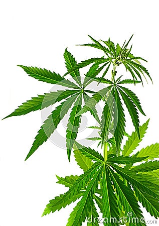 Cannabis plant Stock Photo