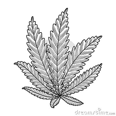 cannabis plant leafs nature icon Cartoon Illustration