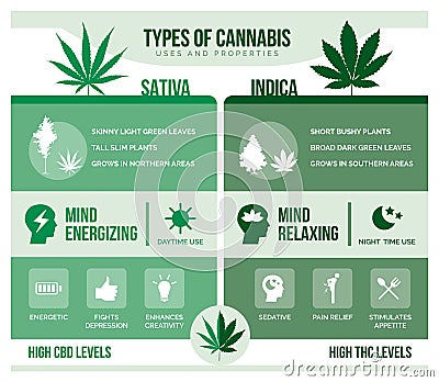 Cannabis sativa and cannabis indica health benefits Vector Illustration