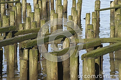 Cannery Pier Remains Stock Photo