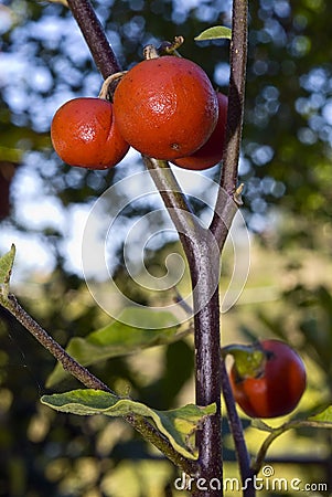 Cannibal's Tomato (Solanum uporo) Stock Photo