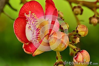 Cannonball tree flowers Stock Photo