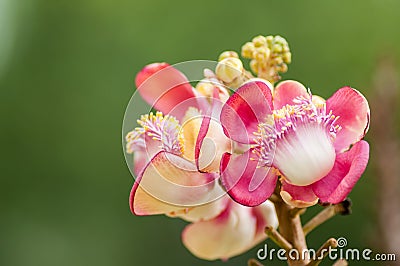 Cannonball Tree flowers Stock Photo