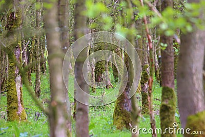 Cannot see the wood for the trees Stock Photo