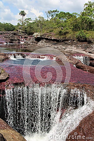 Cano Cristales Pink Waterfall Jungle Stock Photo