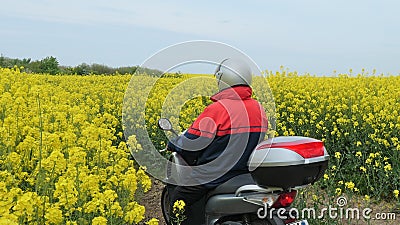 Canola blossom in spring in Schleswig-Holstein, Germany, A man carefully drives a scooter through a flowering rapeseed field on a Stock Photo