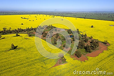 canola crop in full bloom. Stock Photo