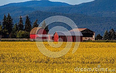 Canola Crop and Red Barns Stock Photo