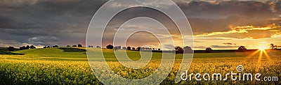 Canola farmlands as the sun sets Stock Photo