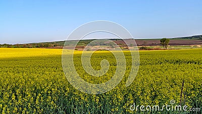 Canola field . biofuels. wide angle. Stock Photo