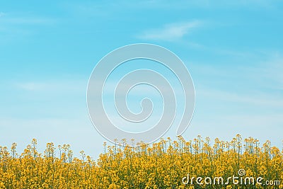 Canola field in bloom against large portion of blue sky as copy space Stock Photo