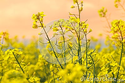 Canola field in a bright sunny spring day Stock Photo