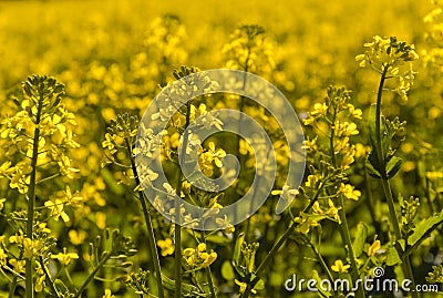 Canola Stock Photo