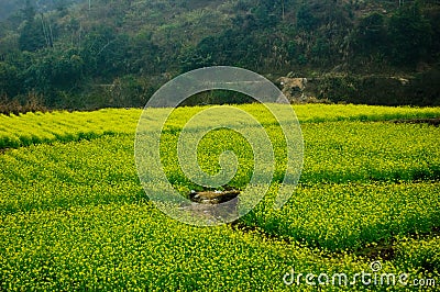 Canola field in the mountains Stock Photo