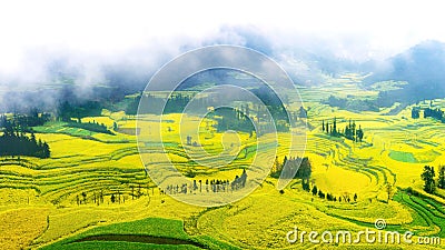 Canola field, rapeseed flower field with morning fog in Luoping, China. Stock Photo