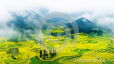 Canola field, rapeseed flower field with morning fog in Luoping, China. Stock Photo