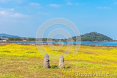 Canola field at Seongsan Ilchulbong, Jeju Island, South Korea. Stock Photo