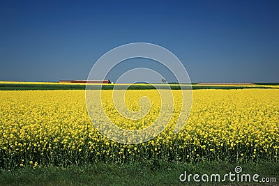 Canola Fields Stock Photo