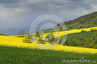 Canola fields Stock Photo