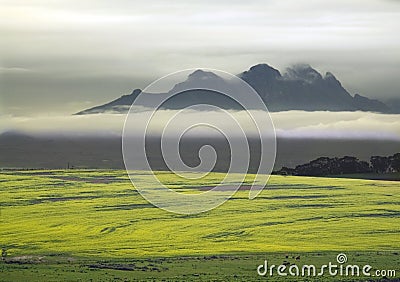 Canola Fields Stock Photo