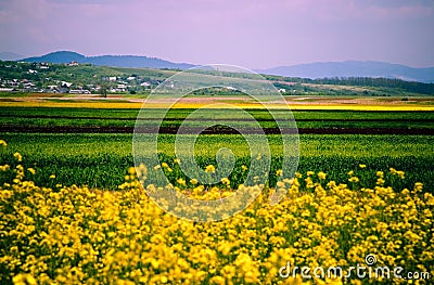 Canola fields Stock Photo