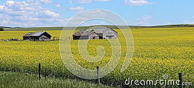 Canola fields in Alberta, Canada Stock Photo